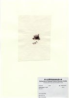 藏品(巢沙菜)的圖片